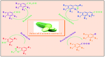 Graphical abstract: CSJ acting as a versatile highly efficient greener resource for organic transformations