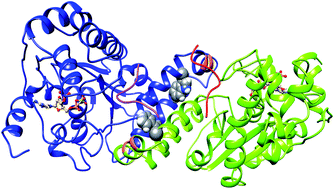 Graphical abstract: Dimerization and ligand binding in tyrosylprotein sulfotransferase-2 are influenced by molecular motions