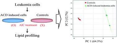 Graphical abstract: Detailed characterization of alterations in the lipid profiles during autophagic cell death of leukemia cells