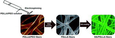 Graphical abstract: Hyaluronic acid-coated poly(d,l-lactide) (PDLLA) nanofibers prepared by electrospinning and coating