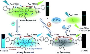 Graphical abstract: A selective fluorescent probe based on bis-Schiff base for “turn-on” detection of Al3+ and cysteine by different mechanisms