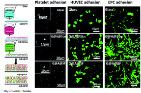 Graphical abstract: Layer-by-layer self-assembled laminin/fucoidan films: towards better hemocompatibility and endothelialization