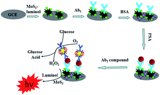 Graphical abstract: A sensitive electrochemiluminescent immunosensor based on 3D-flower-like MoS2 microspheres and using AuPt nanoparticles for signal amplification