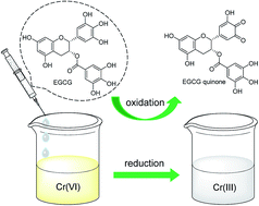 Graphical abstract: Reduction of hexavalent chromium using epigallocatechin gallate in aqueous solutions: kinetics and mechanism