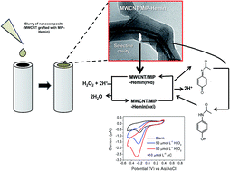 Graphical abstract: A nanocomposite based on multi-walled carbon nanotubes grafted by molecularly imprinted poly(methacrylic acid–hemin) as a peroxidase-like catalyst for biomimetic sensing of acetaminophen