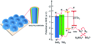 Graphical abstract: CdS/CdSe co-sensitized 3D SnO2/TiO2 sea urchin-like nanotube arrays as an efficient photoanode for photoelectrochemical hydrogen generation