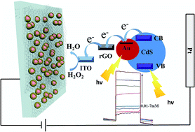 Graphical abstract: Ternary cooperative Au–CdS–rGO hetero-nanostructures: synthesis with multi-interface control and their photoelectrochemical sensor applications