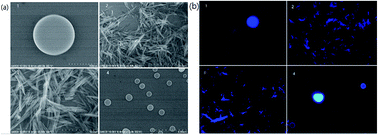 Graphical abstract: Aggregation-induced emission in fluorophores containing a hydrazone structure and a central sulfone: restricted molecular rotation