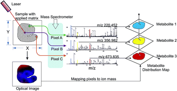 Graphical abstract: Mass spectrometry based chemical imaging of foods