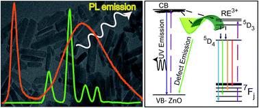 Graphical abstract: Synthesis of rare-earth doped ZnO nanorods and their defect–dopant correlated enhanced visible-orange luminescence