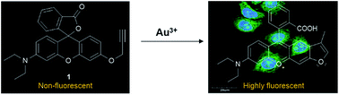 Graphical abstract: Rhodol-based fluorescent probe for Au3+ detection and its application in bioimaging