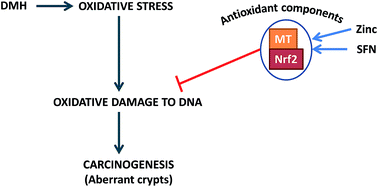 Graphical abstract: Co-treatment with sulforaphane–zein microparticles enhances the chemopreventive potential of zinc in a 1,2-dimethylhydrazine induced colon carcinogenesis rat model