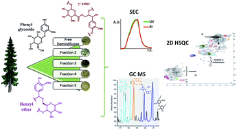 Graphical abstract: Structural features of mildly fractionated lignin carbohydrate complexes (LCC) from spruce