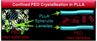 Graphical abstract: Confined PEO crystallisation in immiscible PEO/PLLA blends