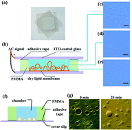 Graphical abstract: Experimental and simulation studies of polyarginines across the membrane of giant unilamellar vesicles