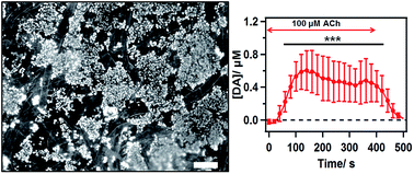 Graphical abstract: Dynamic electrochemical quantitation of dopamine release from a cells-on-paper system