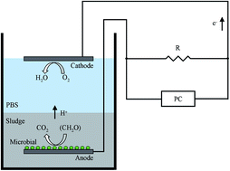 Graphical abstract: Effect of Fe(iii) on the performance of sediment microbial fuel cells in treating waste-activated sludge