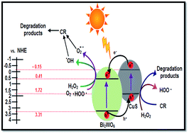 Graphical abstract: Visible light driven efficient photocatalytic degradation of Congo red dye catalyzed by hierarchical CuS–Bi2CuxW1−xO6−2x nanocomposite system