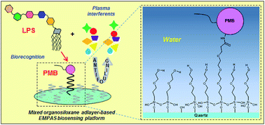 Graphical abstract: Endotoxin detection in full blood plasma in a theranostic approach to combat sepsis