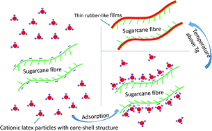 Graphical abstract: Preparation and adsorption behaviour of cationic nanoparticles for sugarcane fibre modification