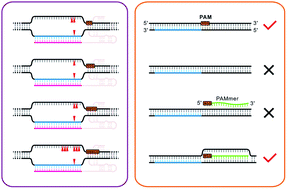 Graphical abstract: An insight into the protospacer adjacent motif of Streptococcus pyogenes Cas9 with artificially stimulated RNA-guided-Cas9 DNA cleavage flexibility