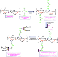 Graphical abstract: Covalent linkage of alkalothermophilic catalase onto functionalized cellulose