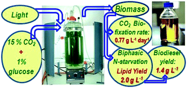 Graphical abstract: Carbon dioxide biofixation and lipid accumulation potential of an indigenous microalga Scenedesmus obliquus (Turpin) Kützing GA 45 for biodiesel production