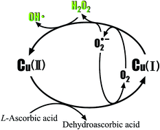 Graphical abstract: Generation of hydrogen peroxide and hydroxyl radical resulting from oxygen-dependent oxidation of l-ascorbic acid via copper redox-catalyzed reactions