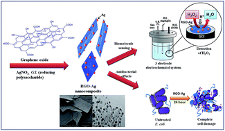 Graphical abstract: The biogenic synthesis of a reduced graphene oxide–silver (RGO–Ag) nanocomposite and its dual applications as an antibacterial agent and cancer biomarker sensor