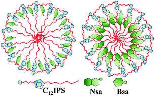 Graphical abstract: Aggregation behavior of zwitterionic surface active ionic liquids with different counterions, cations, and alkyl chains