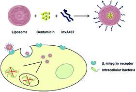 Graphical abstract: Invasin-functionalized liposome nanocarriers improve the intracellular delivery of anti-infective drugs