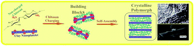 Graphical abstract: Bionanocomposite from self-assembled building blocks of nacre-like crystalline polymorph of chitosan with clay nanoplatelets