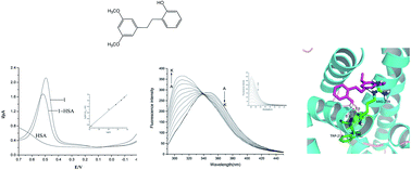 Graphical abstract: Investigation of the interaction of batatasin derivatives with human serum albumin using voltammetric and spectroscopic methods