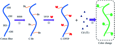 Graphical abstract: Efficient removal of Cd(ii) ions from aqueous solutions via visible capturing