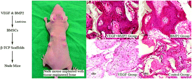 Graphical abstract: The study on vascularisation and osteogenesis of BMP/VEGF co-modified tissue engineering bone in vivo