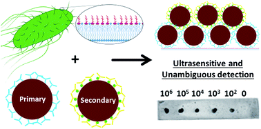 Graphical abstract: Ultrasensitive and unambiguous bacterial pathogen detection through super selective interactions between multivalent supramolecular immuno-nanoparticles (SINs)