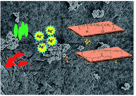 Graphical abstract: Facile one-pot scalable strategy to engineer biocidal silver nanocluster assembly on thiolated PVDF membranes for water purification