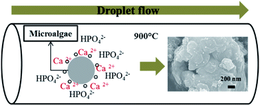 Graphical abstract: Porous hollow hydroxyapatite microspheres synthesized by spray pyrolysis using a microalga template: preparation, drug delivery, and bioactivity