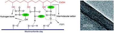 Graphical abstract: Structure and properties of the poly(vinyl alcohol-co-ethylene)/montmorillonite-phosphorylated soybean protein isolate barrier film