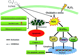 Graphical abstract: Neuroprotection effect of Y-27632 against H2O2-induced cell apoptosis of primary cultured cortical neurons