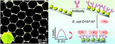 Graphical abstract: Heterogemini surfactant assisted synthesis of monodisperse icosahedral gold nanocrystals and their applications in electrochemical biosensing