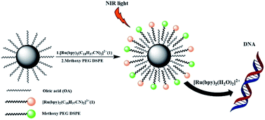 Graphical abstract: An upconversion nanoparticle/Ru(ii) polypyridyl complex assembly for NIR-activated release of a DNA covalent-binding agent