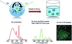 Graphical abstract: Towards the realization of luminescence from visible emitting trivalent lanthanides (Sm, Eu, Tb, Dy) in polar zinc sulfide nanoparticles: evaluation of in vitro cytotoxicity