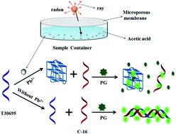 Graphical abstract: Detection of radon based on the lead-induced conformational change in aptamer T30695