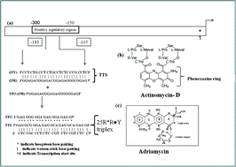 Graphical abstract: Preferential binding of anticancer drugs to triplex DNA compared to duplex DNA: a spectroscopic and calorimetric study