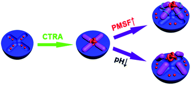 Graphical abstract: A drug release switch based on protein-inhibitor supramolecular interaction