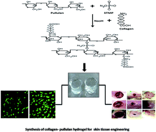 Graphical abstract: Design and development of a piscine collagen blended pullulan hydrogel for skin tissue engineering