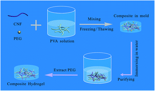 Graphical abstract: Morphological and swelling behavior of cellulose nanofiber (CNF)/poly(vinyl alcohol) (PVA) hydrogels: poly(ethylene glycol) (PEG) as porogen