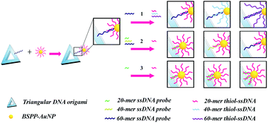 Graphical abstract: Oligonucleotide length- and probe number-dependent assembly of gold nanoparticle on triangular DNA origami