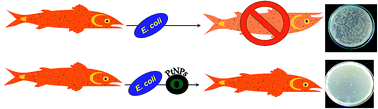 Graphical abstract: Platinum nanoparticles inhibit bacteria proliferation and rescue zebrafish from bacterial infection
